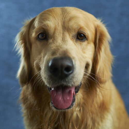 Everyday Obedience Basics