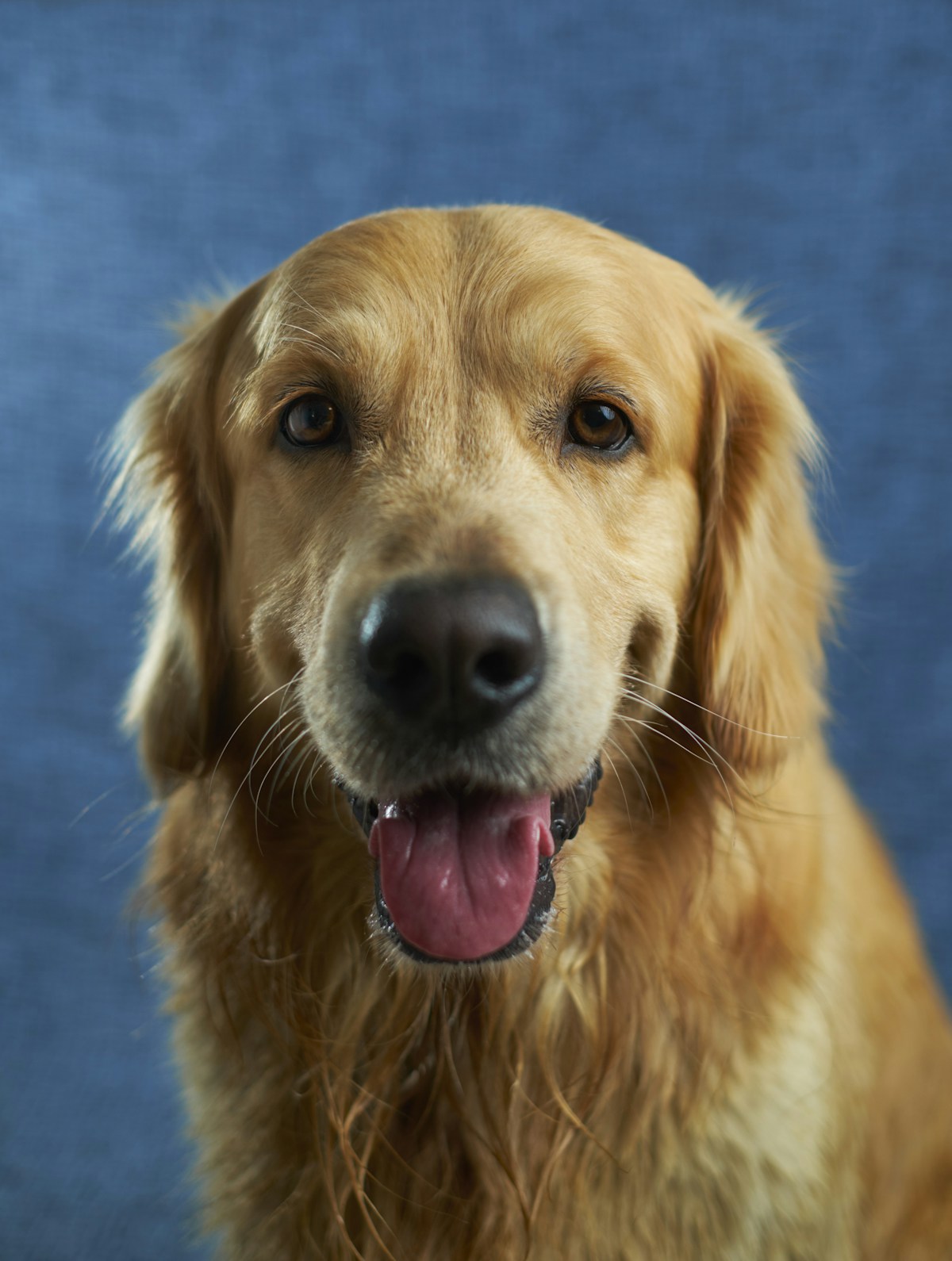Everyday Obedience Basics