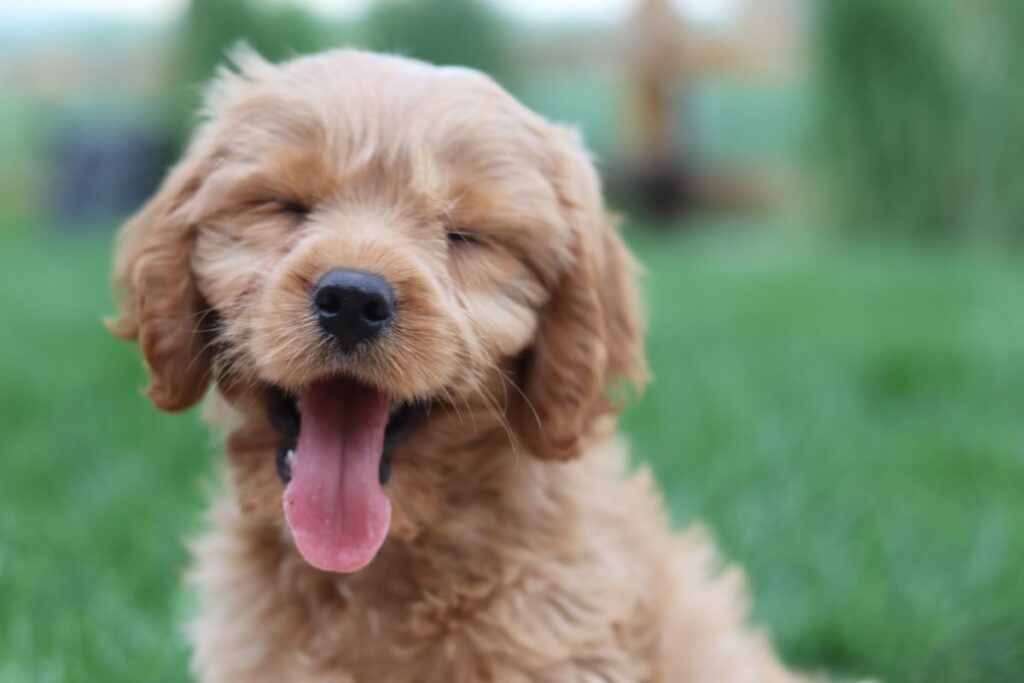 The First 30 Days With a Puppy