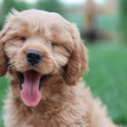 The First 30 Days With a Puppy