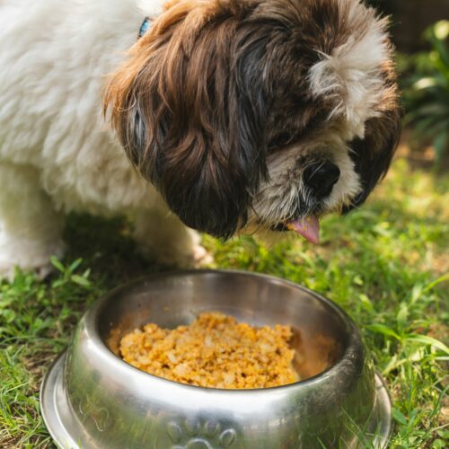 Reading Dog Food Labels