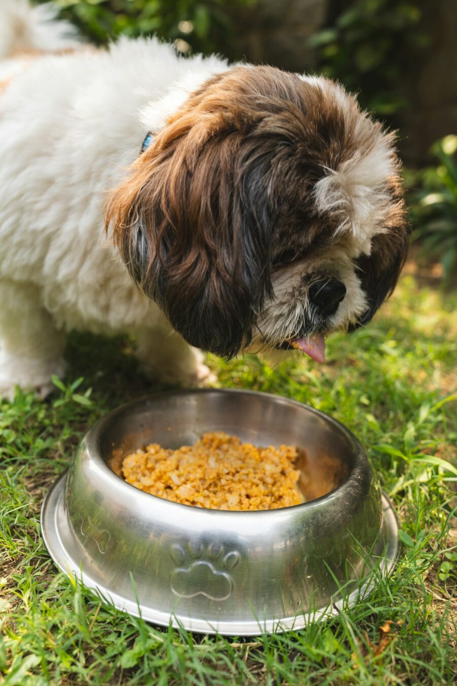 Reading Dog Food Labels